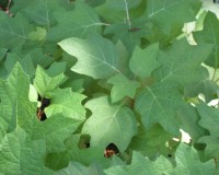 hydrangea quercifolia leaves.jpg